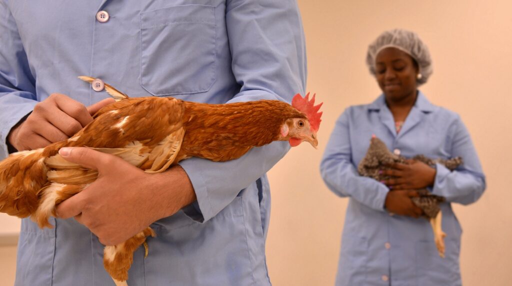 NC State FAI Students Holding Chickens