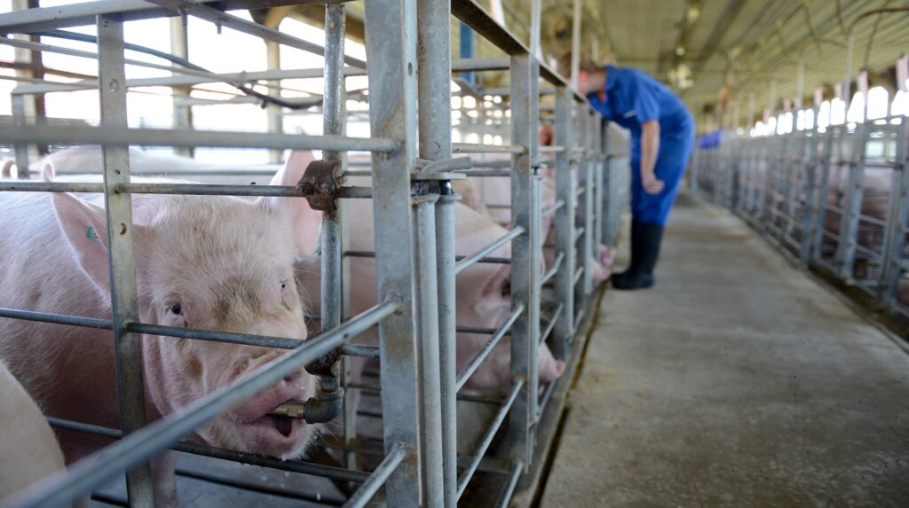 NC State FAI Pigs in Pen