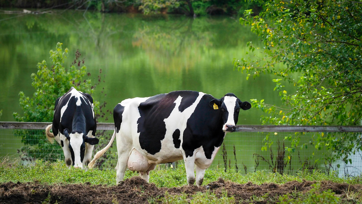 NC State Cows