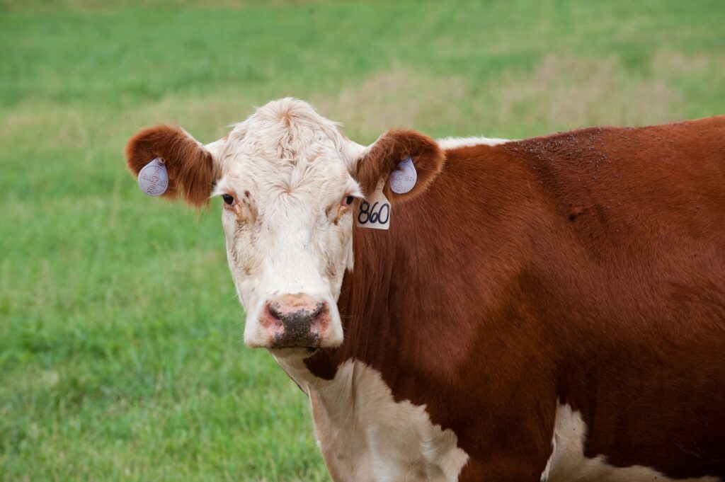 Food Animal Initiative: Cow at NC State