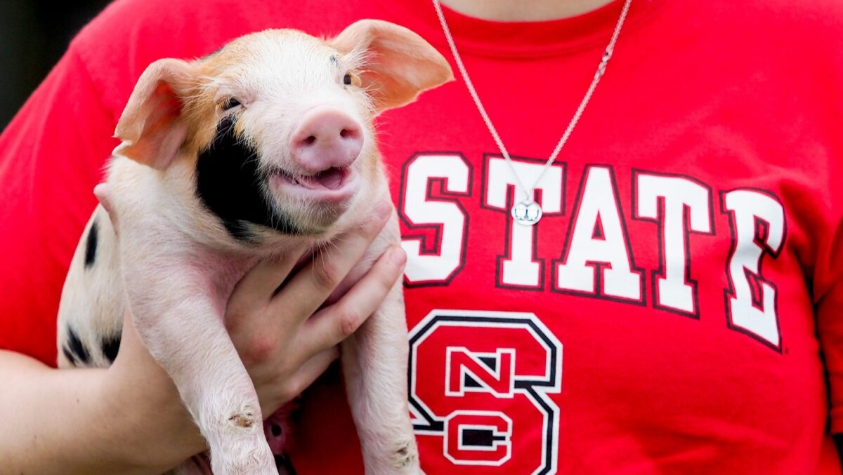 College of Veterinary Medicine students work with pigs on the biomedical campus.