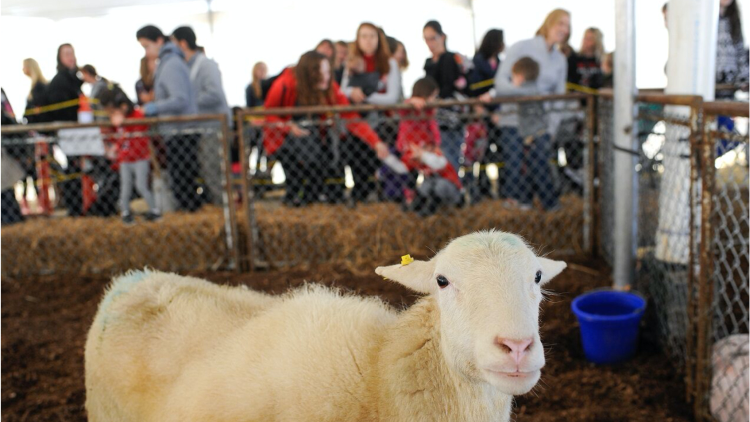 Sheep on display at fair