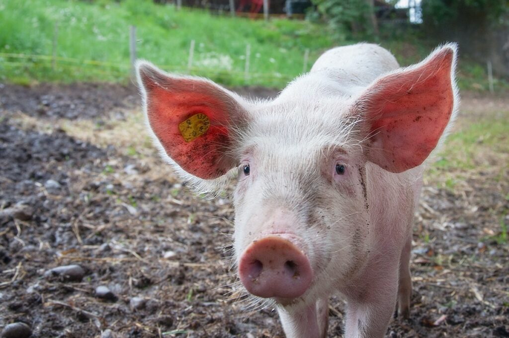 Pig at NC State