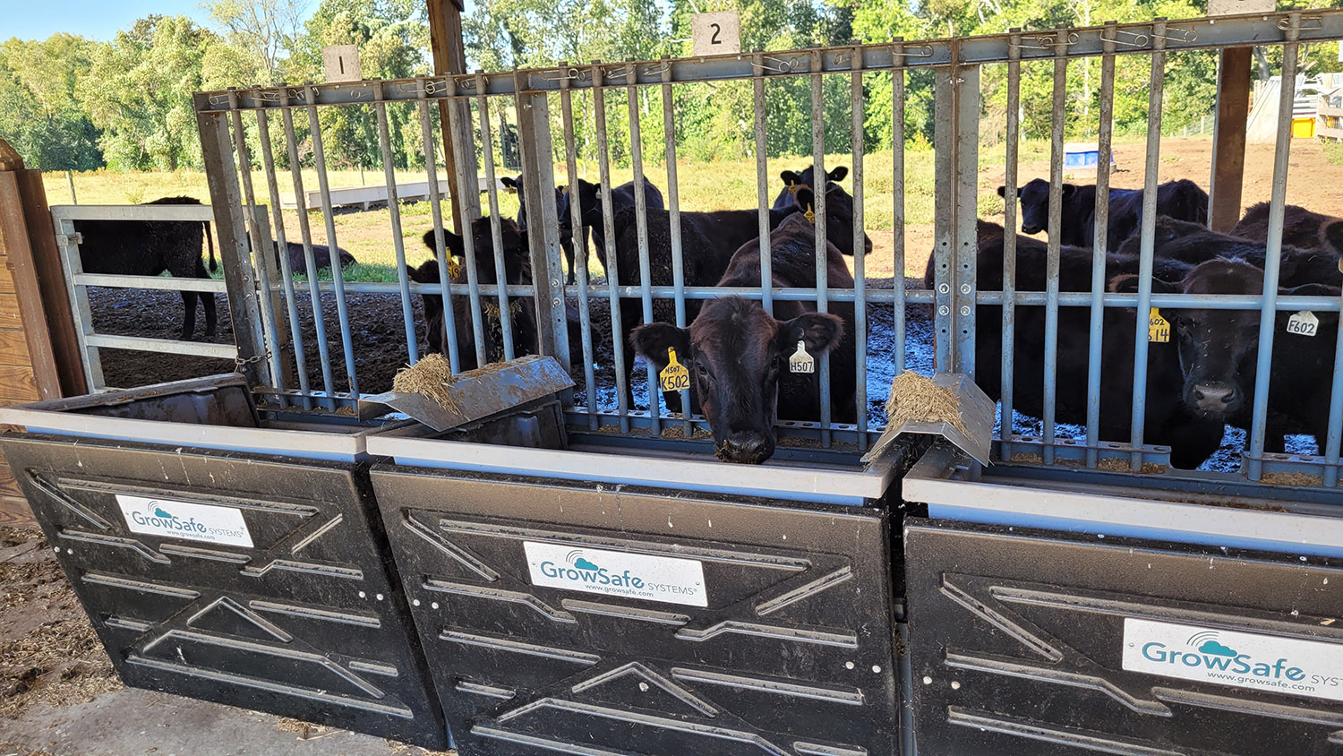 cows stand next to feeding stalls