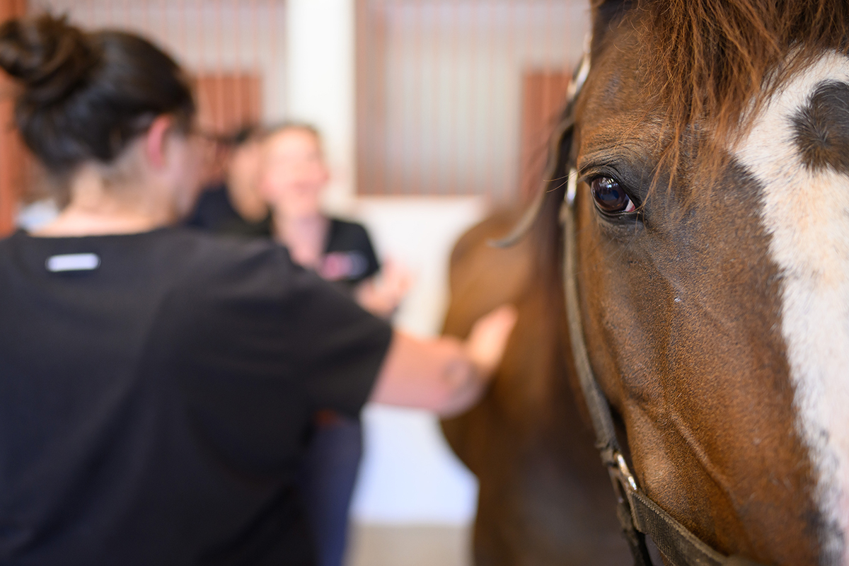 A person with a horse.