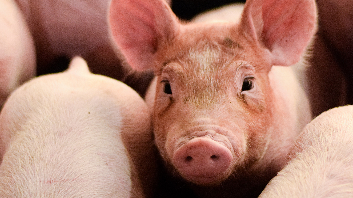 close up photo of piglets