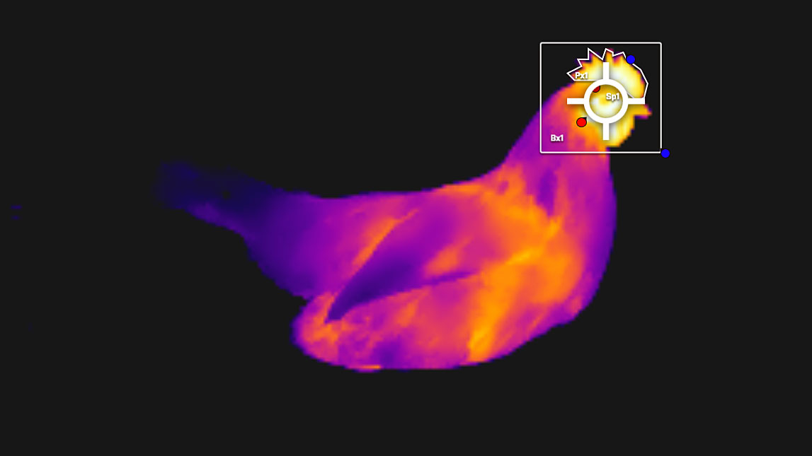 Glowing image of hen with marker on head to show blood flow