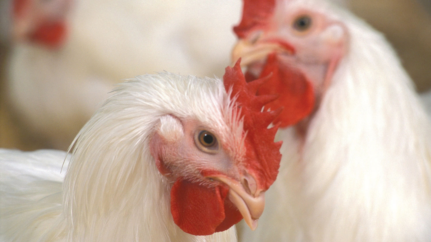 close up of two chickens